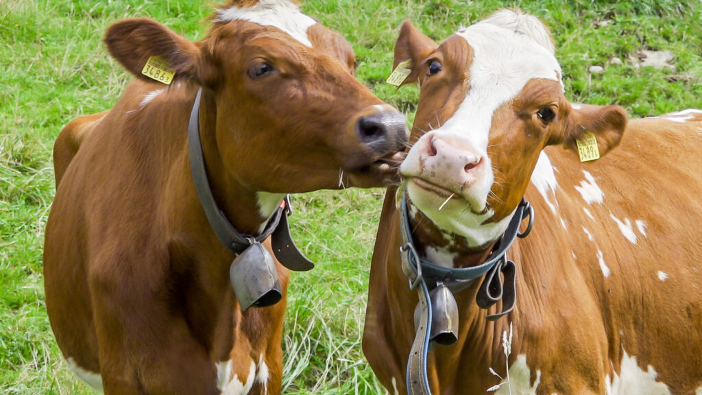 Cowpassion – Milchprodukte aus MUKA-Haltung Fotoarbeiten — Bild 3