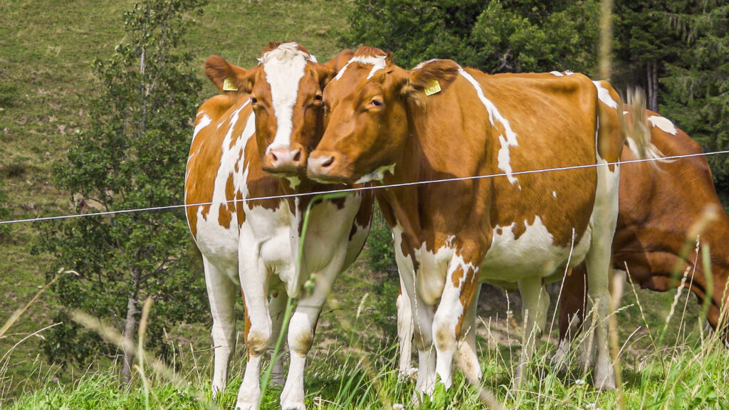 Cowpassion – Milchprodukte aus MUKA-Haltung Fotoarbeiten — Bild 4