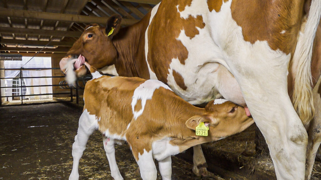 Cowpassion – Milchprodukte aus MUKA-Haltung Fotoarbeiten — Bild 5