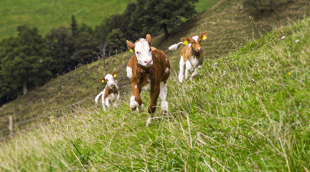 Cowpassion – Milchprodukte aus MUKA-Haltung Fotoarbeiten — Bild 6
