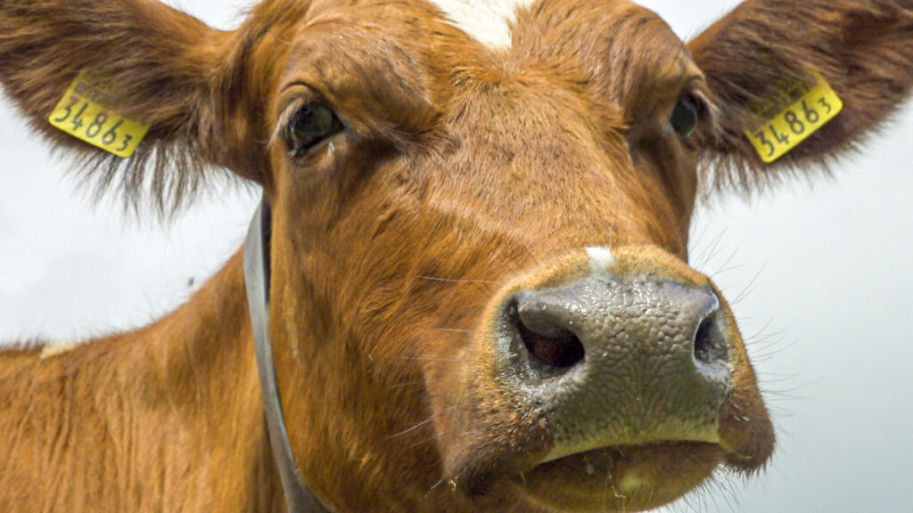 Cowpassion – Milchprodukte aus MUKA-Haltung Fotoarbeiten — Bild 7